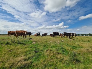
                            <b>Een kudde koeien graast op een groene weide onder een blauwe lucht.</b><br>
                                                        <b>ISO:</b> 64 | <b>Sluitertijd:</b> 1/3280 | <b>Diafragma:</b> f/2.2 | <b>Datum:</b> 2023-08-06

                        