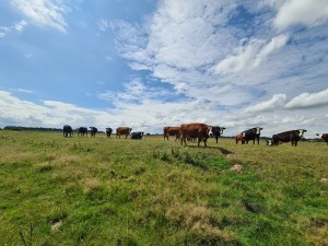 
                            <b>Een kudde koeien graast op een grasveld.</b><br>
                                                        <b>ISO:</b> 64 | <b>Sluitertijd:</b> 1/4864 | <b>Diafragma:</b> f/2.2 | <b>Datum:</b> 2023-08-06

                        