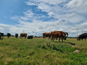 
                            <b>Een groep koeien staat en ligt in een groene weiland.</b><br>
                                                        <b>ISO:</b> 50 | <b>Sluitertijd:</b> 1/2848 | <b>Diafragma:</b> f/1.8 | <b>Datum:</b> 2023-08-06

                        