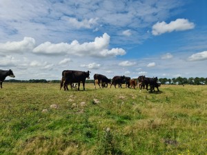 
                            <b>Een kudde koeien graast op een open groene weide.</b><br>
                                                        <b>ISO:</b> 50 | <b>Sluitertijd:</b> 1/1644 | <b>Diafragma:</b> f/1.8 | <b>Datum:</b> 2023-08-06

                        