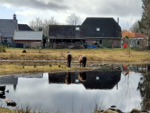 
                            <b>Twee paarden staan bij een vijver, weerspiegeling zichtbaar in het water.</b><br>
                                                        <b>ISO:</b> 100 | <b>Sluitertijd:</b> 1/1156 | <b>Diafragma:</b> f/2.4 | <b>Datum:</b> 2025-03-12

                        