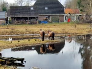 
                            <b>Twee paarden staan samen bij een vijver voor een boerderij.</b><br>
                                                        <b>ISO:</b> 100 | <b>Sluitertijd:</b> 1/1074 | <b>Diafragma:</b> f/2.4 | <b>Datum:</b> 2025-03-12

                        