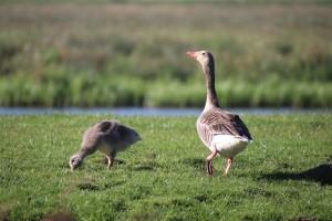 
                            <b>Gans met jong op gras, jong foeragerend naast ouder.</b><br>
                                                        <b>ISO:</b> 500 | <b>Sluitertijd:</b> 1/1000 | <b>Diafragma:</b> f/6.3 | <b>Datum:</b> 2024-05-12

                        