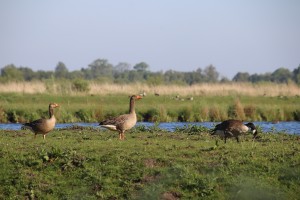 
                            <b>Drie ganzen lopen langs het water.</b><br>
                                                        <b>ISO:</b> 200 | <b>Sluitertijd:</b> 1/640 | <b>Diafragma:</b> f/7.1 | <b>Datum:</b> 2024-05-12

                        