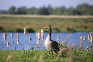 
                            <b>Gans staat op gras, met water en rietpluimen op de achtergrond.</b><br>
                                                        <b>ISO:</b> 400 | <b>Sluitertijd:</b> 1/1000 | <b>Diafragma:</b> f/7.1 | <b>Datum:</b> 2024-05-12

                        