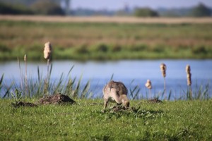 
                            <b>Gansje graast op groene weide bij water.</b><br>
                                                        <b>ISO:</b> 400 | <b>Sluitertijd:</b> 1/1000 | <b>Diafragma:</b> f/7.1 | <b>Datum:</b> 2024-05-12

                        