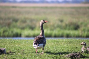 
                            <b>Gans staat op groen gras met een jong aan haar zijde.</b><br>
                                                        <b>ISO:</b> 640 | <b>Sluitertijd:</b> 1/1000 | <b>Diafragma:</b> f/6.3 | <b>Datum:</b> 2024-05-12

                        