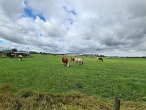 
                            <b>Grazende koeien in een groen weiland met windmolens op de achtergrond.</b><br>
                                                        <b>ISO:</b> 64 | <b>Sluitertijd:</b> 1/2488 | <b>Diafragma:</b> f/2.2 | <b>Datum:</b> 2023-07-05

                        