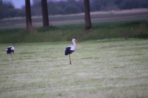
                            <b>Twee ooievaars lopen op gras, één prominent in beeld.</b><br>
                                                        <b>ISO:</b> 6400 | <b>Sluitertijd:</b> 1/800 | <b>Diafragma:</b> f/6.3 | <b>Datum:</b> 2023-05-04

                        