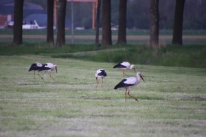 
                            <b>Zes ooievaars lopen en zoeken naar voedsel op grasveld.</b><br>
                                                        <b>ISO:</b> 6400 | <b>Sluitertijd:</b> 1/800 | <b>Diafragma:</b> f/6.3 | <b>Datum:</b> 2023-05-04

                        