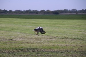 
                            <b>Een ooievaar vliegt laag over een grasveld.</b><br>
                                                        <b>ISO:</b> 4000 | <b>Sluitertijd:</b> 1/640 | <b>Diafragma:</b> f/6.3 | <b>Datum:</b> 2023-05-04

                        