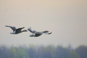 
                            <b>Twee ganzen vliegen naast elkaar door de lucht.</b><br>
                                                        <b>ISO:</b>  | <b>Sluitertijd:</b>  | <b>Diafragma:</b> f/6.4 | <b>Datum:</b> 2023-04-22

                        