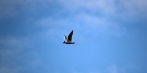 
                            <b>Een vogel vliegt hoog in de lucht tegen een blauwe hemel.</b><br>
                                                        <b>ISO:</b>  | <b>Sluitertijd:</b>  | <b>Diafragma:</b> f/6.4 | <b>Datum:</b> 2023-04-22

                        