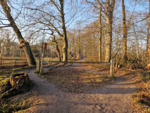 
                            <b>Bospaadjes splitsen zich tussen hoge, kale bomen.</b><br>
                                                        <b>ISO:</b> 50 | <b>Sluitertijd:</b> 1/1126 | <b>Diafragma:</b> f/1.8 | <b>Datum:</b> 2025-03-07

                        