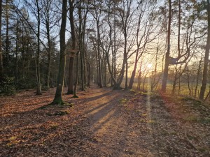 
                            <b>Bospaadje met zonlicht dat door de bomen schijnt bij zonsondergang.</b><br>
                                                        <b>ISO:</b> 50 | <b>Sluitertijd:</b> 1/275 | <b>Diafragma:</b> f/1.8 | <b>Datum:</b> 2025-03-07

                        