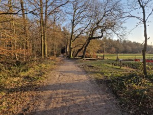 
                            <b>Boswandelingpad met kale bomen, zonlicht valt door takken.</b><br>
                                                        <b>ISO:</b> 50 | <b>Sluitertijd:</b> 1/245 | <b>Diafragma:</b> f/1.8 | <b>Datum:</b> 2025-03-07

                        