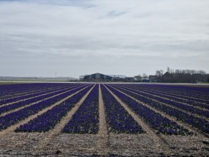 
                            <b>Veld met rijen bloeiende paarse bloemen en een boerderij in de verte.</b><br>
                                                        <b>ISO:</b> 50 | <b>Sluitertijd:</b> 1/6667 | <b>Diafragma:</b> f/2.4 | <b>Datum:</b> 2025-03-30

                        