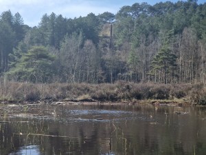 
                            <b>Vijver omringd door dichte bossen en groene struiken.</b><br>
                                                        <b>ISO:</b> 50 | <b>Sluitertijd:</b> 1/1597 | <b>Diafragma:</b> f/2.4 | <b>Datum:</b> 2025-03-30

                        