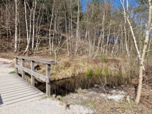 
                            <b>Houten brug over beekje omringd door berkenbomen in bosrijke omgeving.</b><br>
                                                        <b>ISO:</b> 50 | <b>Sluitertijd:</b> 1/7143 | <b>Diafragma:</b> f/1.8 | <b>Datum:</b> 2025-03-30

                        