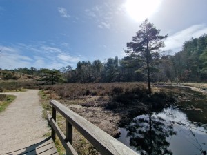 
                            <b>Rustig pad langs een meer met bomen en blauwe lucht.</b><br>
                                                        <b>ISO:</b> 50 | <b>Sluitertijd:</b> 1/4566 | <b>Diafragma:</b> f/2.2 | <b>Datum:</b> 2025-03-30

                        
