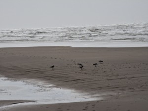 
                            <b>Vogels lopen langs de kustlijn op een uitgestrekt, leeg strand.</b><br>
                                                        <b>ISO:</b> 50 | <b>Sluitertijd:</b> 1/2101 | <b>Diafragma:</b> f/4.9 | <b>Datum:</b> 2025-03-30

                        