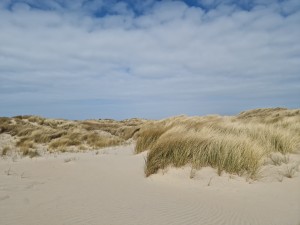 
                            <b>Duinen met zand en helmgras onder een bewolkte lucht.</b><br>
                                                        <b>ISO:</b> 50 | <b>Sluitertijd:</b> 1/18519 | <b>Diafragma:</b> f/1.8 | <b>Datum:</b> 2025-03-30

                        