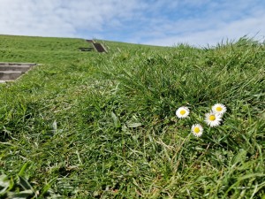 
                            <b>Madeliefjes groeien in het gras naast een stenen trap.</b><br>
                                                        <b>ISO:</b> 50 | <b>Sluitertijd:</b> 1/9091 | <b>Diafragma:</b> f/1.8 | <b>Datum:</b> 2025-03-30

                        