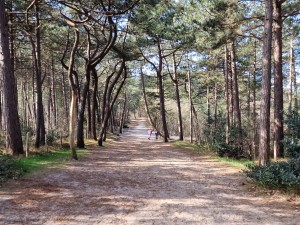 
                            <b>Breed bospad met wandelaars tussen hoge, gebogen bomen.</b><br>
                                                        <b>ISO:</b> 50 | <b>Sluitertijd:</b> 1/180 | <b>Diafragma:</b> f/1.8 | <b>Datum:</b> 2025-03-30

                        