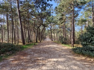 
                            <b>Bospad omringd door hoge bomen met lichte begroeiing.</b><br>
                                                        <b>ISO:</b> 50 | <b>Sluitertijd:</b> 1/214 | <b>Diafragma:</b> f/1.8 | <b>Datum:</b> 2025-03-30

                        