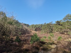 
                            <b>Bosrijk gebied met bomen en struiken, heuvelachtig landschap zichtbaar.</b><br>
                                                        <b>ISO:</b> 50 | <b>Sluitertijd:</b> 1/6250 | <b>Diafragma:</b> f/1.8 | <b>Datum:</b> 2025-03-30

                        