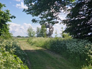 
                            <b>Uitkijktoren aan een groen pad omringd door weelderige natuur.</b><br>
                                                        <b>ISO:</b> 50 | <b>Sluitertijd:</b> 1/2564 | <b>Diafragma:</b> f/2.4 | <b>Datum:</b> 2025-05-18

                        
