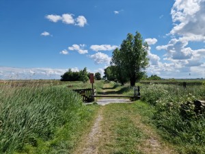 
                            <b>Landelijk pad omringd door weelderig groen en een enkele boom.</b><br>
                                                        <b>ISO:</b> 50 | <b>Sluitertijd:</b> 1/18519 | <b>Diafragma:</b> f/1.8 | <b>Datum:</b> 2025-05-18

                        