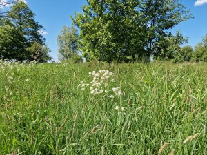 
                            <b>Groen grasveld met witte bloemen en bomen op achtergrond.</b><br>
                                                        <b>ISO:</b> 50 | <b>Sluitertijd:</b> 1/8547 | <b>Diafragma:</b> f/1.8 | <b>Datum:</b> 2025-05-18

                        