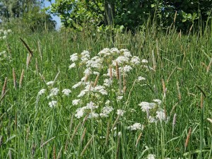 
                            <b>Wilde bloemen en gras in een veld met groene begroeiing.</b><br>
                                                        <b>ISO:</b> 50 | <b>Sluitertijd:</b> 1/2525 | <b>Diafragma:</b> f/2.4 | <b>Datum:</b> 2025-05-18

                        