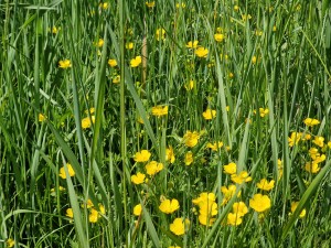 
                            <b>Gele bloemen verspreid tussen lange groene grassprieten in de natuur.</b><br>
                                                        <b>ISO:</b> 50 | <b>Sluitertijd:</b> 1/2584 | <b>Diafragma:</b> f/2.4 | <b>Datum:</b> 2025-05-18

                        