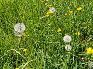 
                            <b>Pluizige paardebloemen tussen groene gras en kleine gele bloemen.</b><br>
                                                        <b>ISO:</b> 50 | <b>Sluitertijd:</b> 1/6494 | <b>Diafragma:</b> f/1.8 | <b>Datum:</b> 2025-05-18

                        