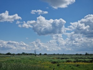 
                            <b>Wolkenhemel boven uitgestrekte groene velden met bloemen.</b><br>
                                                        <b>ISO:</b> 50 | <b>Sluitertijd:</b> 1/7042 | <b>Diafragma:</b> f/2.4 | <b>Datum:</b> 2025-05-18

                        