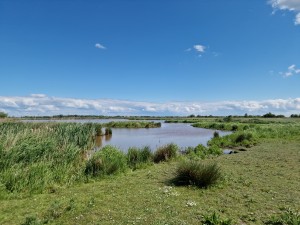 
                            <b>Natuurlijk landschap met gras, water en riet.</b><br>
                                                        <b>ISO:</b> 50 | <b>Sluitertijd:</b> 1/17857 | <b>Diafragma:</b> f/1.8 | <b>Datum:</b> 2025-05-18

                        