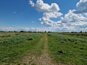 
                            <b>Landelijk pad omringd door groene velden en wolkenlucht.</b><br>
                                                        <b>ISO:</b> 50 | <b>Sluitertijd:</b> 1/18519 | <b>Diafragma:</b> f/1.8 | <b>Datum:</b> 2025-05-18

                        