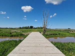
                            <b>Betonnen pad leidt naar een kale boom in groene natuur.</b><br>
                                                        <b>ISO:</b> 50 | <b>Sluitertijd:</b> 1/16949 | <b>Diafragma:</b> f/1.8 | <b>Datum:</b> 2025-05-18

                        