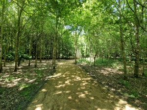 
                            <b>Bosrijk pad omringd door groene bomen en verspreide schaduwen.</b><br>
                                                        <b>ISO:</b> 50 | <b>Sluitertijd:</b> 1/100 | <b>Diafragma:</b> f/2.2 | <b>Datum:</b> 2025-05-17

                        