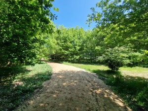 
                            <b>Zandpad door groen bos met lichte schaduwen.</b><br>
                                                        <b>ISO:</b> 50 | <b>Sluitertijd:</b> 1/657 | <b>Diafragma:</b> f/2.2 | <b>Datum:</b> 2025-05-17

                        