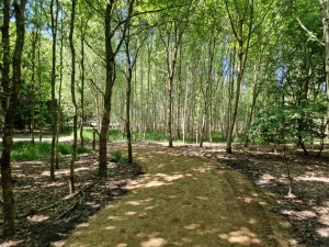 
                            <b>Bos met wandelpad omgeven door hoge, dichte bomen.</b><br>
                                                        <b>ISO:</b> 50 | <b>Sluitertijd:</b> 1/180 | <b>Diafragma:</b> f/1.8 | <b>Datum:</b> 2025-05-17

                        