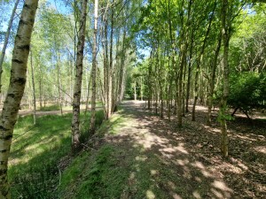 
                            <b>Bos met wandelpad omgeven door hoge, dichte bomen.</b><br>
                                                        <b>ISO:</b> 50 | <b>Sluitertijd:</b> 1/273 | <b>Diafragma:</b> f/2.2 | <b>Datum:</b> 2025-05-17

                        