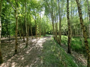 
                            <b>Bosrijk pad omgeven door hoge, slanke bomen en dichte begroeiing.</b><br>
                                                        <b>ISO:</b> 50 | <b>Sluitertijd:</b> 1/210 | <b>Diafragma:</b> f/2.2 | <b>Datum:</b> 2025-05-17

                        