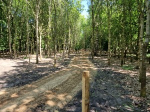 
                            <b>Bospaadje met zandweg omgeven door jonge, groene bomen en lichte begroeiing.</b><br>
                                                        <b>ISO:</b> 50 | <b>Sluitertijd:</b> 1/184 | <b>Diafragma:</b> f/1.8 | <b>Datum:</b> 2025-05-17

                        