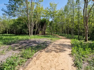 
                            <b>Bospaadje met zandgrond, omringd door groene bomen en struiken.</b><br>
                                                        <b>ISO:</b> 50 | <b>Sluitertijd:</b> 1/6098 | <b>Diafragma:</b> f/1.8 | <b>Datum:</b> 2025-05-17

                        