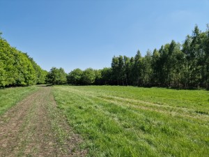 
                            <b>Een groen grasveld omgeven door bomen aan beide zijden.</b><br>
                                                        <b>ISO:</b> 50 | <b>Sluitertijd:</b> 1/11905 | <b>Diafragma:</b> f/1.8 | <b>Datum:</b> 2025-05-17

                        