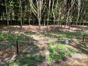 
                            <b>Afgezet bosgraf tussen bomen met gras en loof, gemarkeerd met een bord.</b><br>
                                                        <b>ISO:</b> 50 | <b>Sluitertijd:</b> 1/1799 | <b>Diafragma:</b> f/1.8 | <b>Datum:</b> 2025-05-17

                        