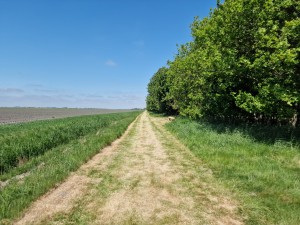 
                            <b>Wandelpad met gras, met bankje langs de bosrand.</b><br>
                                                        <b>ISO:</b> 50 | <b>Sluitertijd:</b> 1/13158 | <b>Diafragma:</b> f/1.8 | <b>Datum:</b> 2025-05-17

                        